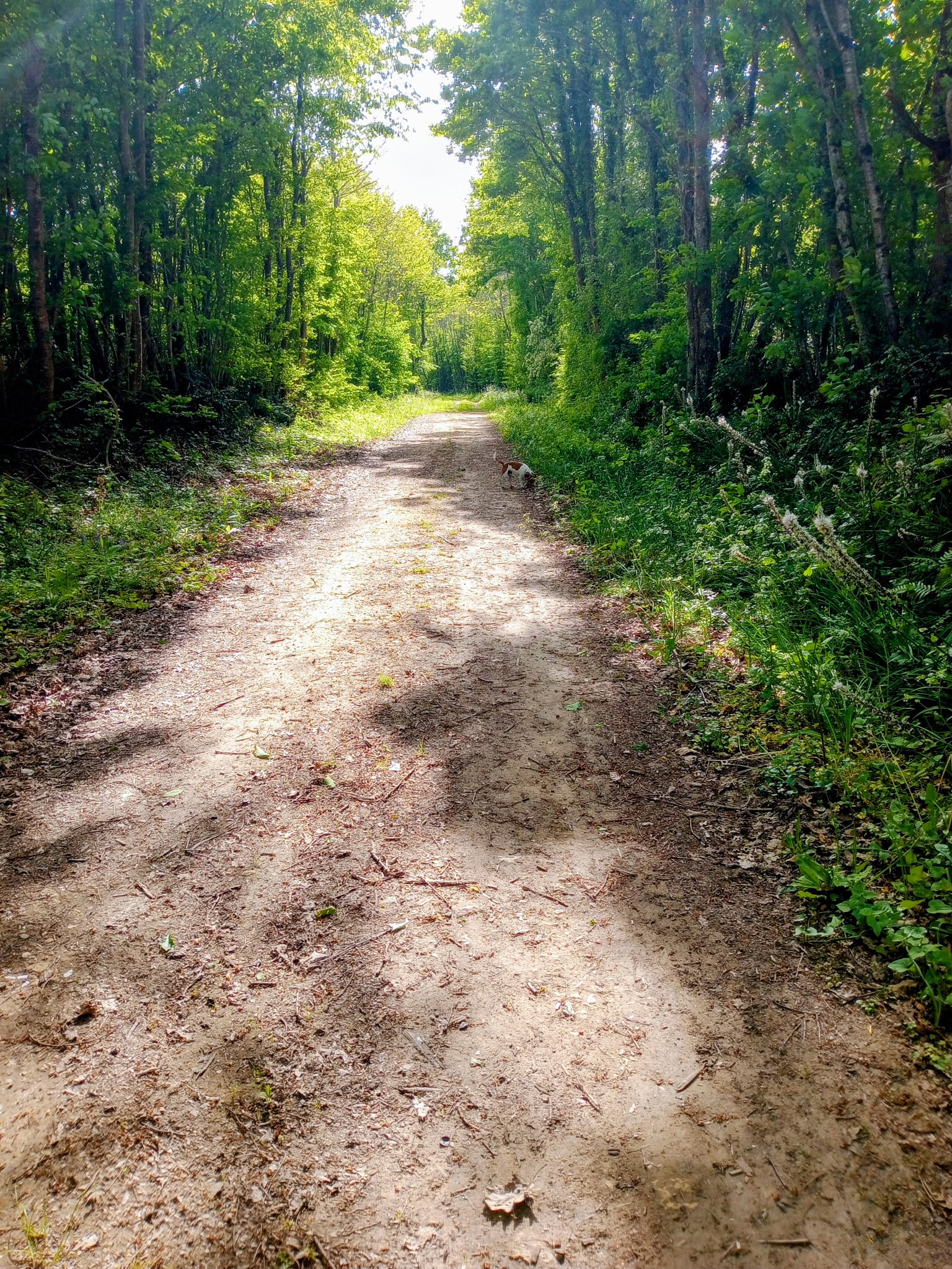 Chemin forestier du domaine